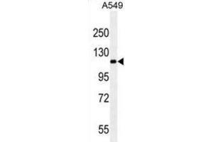 Western Blotting (WB) image for anti-Ret Proto-Oncogene (RET) antibody (ABIN2923776) (Ret Proto-Oncogene 抗体)