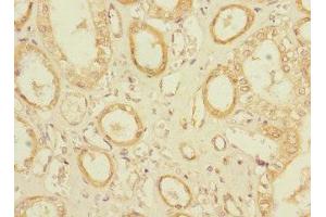 Immunohistochemistry of paraffin-embedded human kidney tissue using ABIN7162147 at dilution of 1:100 (OLFML2A 抗体  (AA 1-300))