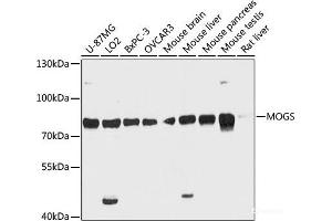Western blot analysis of extracts of various cell lines using MOGS Polyclonal Antibody at dilution of 1:3000. (GCS1 抗体)