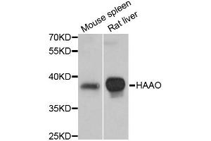 Western blot analysis of extracts of various cell lines, using HAAO antibody (ABIN1872933) at 1:3000 dilution. (HAAO 抗体)