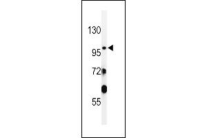 Western blot analysis of SAC2 Antibody (N-term) (ABIN650930 and ABIN2839999) in WiDr cell line lysates (35 μg/lane).