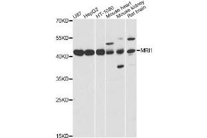 Western blot analysis of extracts of various cell lines, using MRI1 antibody (ABIN6293287) at 1:3000 dilution. (MRI1 抗体)
