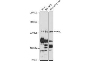 Western blot analysis of extracts of various cell lines, using PAN2 antibody (ABIN6293679) at 1:1000 dilution. (PAN2 抗体)