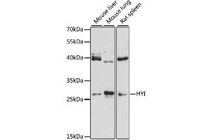 Western blot analysis of extracts of various cell lines, using HYI antibody (ABIN6294051) at 1:3000 dilution. (HYI 抗体)