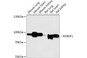 Western blot analysis of extracts of various cell lines, using RHBDF1 antibody (ABIN7269977) at 1:1000 dilution. (RHBDF1 抗体  (AA 200-400))