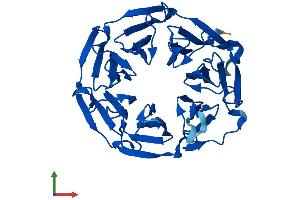 Protein Structure (PS) image for Kelch Domain Containing 8A (KLHDC8A) (AA 1-350) protein (His tag) (ABIN7560081)