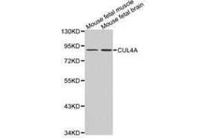 Western Blotting (WB) image for anti-Cullin 4A (CUL4A) antibody (ABIN1872121) (Cullin 4A 抗体)