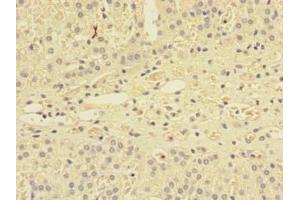 Immunohistochemistry of paraffin-embedded human adrenal gland tissue using ABIN7166112 at dilution of 1:100 (SHISA5 抗体  (AA 56-137))