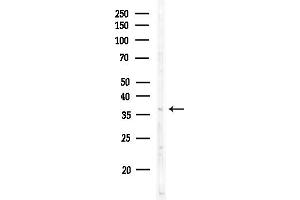 Western blot analysis of lysates from Rat testis, using OR2H2 Antibody at 1/1000 dilution.