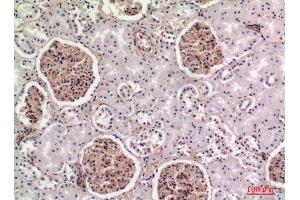 Immunohistochemistry (IHC) analysis of paraffin-embedded Human Kidney, antibody was diluted at 1:100. (BST2 抗体  (Internal Region))