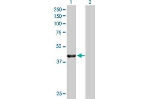 Western Blot analysis of NECAB1 expression in transfected 293T cell line by NECAB1 MaxPab polyclonal antibody. (NECAB1 抗体  (AA 1-351))