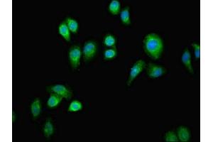 Immunofluorescent analysis of A549 cells using ABIN7154609 at dilution of 1:100 and Alexa Fluor 488-congugated AffiniPure Goat Anti-Rabbit IgG(H+L) (ERAL1 抗体  (AA 271-382))