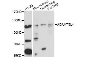 Western blot analysis of extracts of various cell lines, using ADAMTSL4 Antibody (ABIN5972752) at 1/1000 dilution. (ADAMTSL4 抗体)