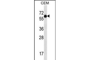 TFB Antibody (C-term) (ABIN657180 and ABIN2846308) western blot analysis in CEM cell line lysates (35 μg/lane). (TFAP2B 抗体  (C-Term))