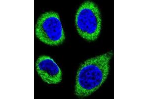 Immunofluorescence (IF) image for anti-ATP/GTP Binding Protein-Like 5 (AGBL5) antibody (ABIN2996375) (AGBL5 抗体)
