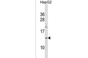 OOSP1 Antibody (C-term) (ABIN1537614 and ABIN2850405) western blot analysis in HepG2 cell line lysates (35 μg/lane). (Oosp1 抗体  (C-Term))