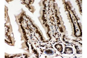 Anti- Lamin A Picoband antibody, IHC(P) IHC(P): Mouse Intestine Tissue (Lamin A/C 抗体  (AA 481-646))