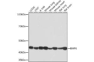 Western blot analysis of extracts of various cell lines, using BMP6 Rabbit mAb (ABIN7265900) at 1:1000 dilution. (BMP6 抗体)