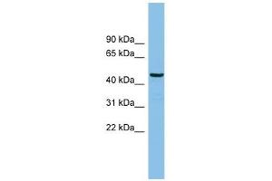HS1BP3 antibody used at 1 ug/ml to detect target protein. (HS1BP3 抗体  (N-Term))