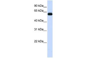 WB Suggested Anti-TRIM60 Antibody Titration:  0. (TRIM60 抗体  (N-Term))