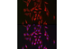 Immunofluorescence analysis of NIH/3T3 cells using PRK Rabbit pAb (ABIN6129908, ABIN6146179, ABIN6146181 and ABIN6222702) at dilution of 1:150 (40x lens). (PRKAB2 抗体  (AA 1-272))