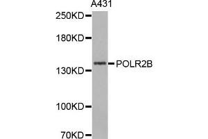 Western Blotting (WB) image for anti-Polymerase (RNA) II (DNA Directed) Polypeptide B, 140kDa (POLR2B) antibody (ABIN1876957) (POLR2B 抗体)