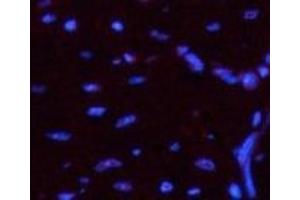 Immunofluorescence analysis of Mouse heart tissue using Luciferase Monoclonal Antibody at dilution of 1:200. (Luciferase 抗体)