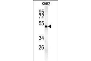 MIN Antibody (N-term) (ABIN654085 and ABIN2843973) western blot analysis in K562 cell line lysates (35 μg/lane). (MINPP1 抗体  (N-Term))