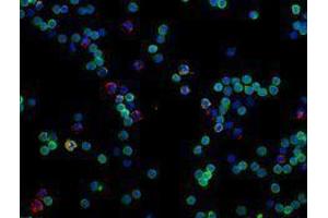 Immunofluorescence (IF) image for anti-CD14 (CD14) antibody (Alexa Fluor 594) (ABIN2656817) (CD14 抗体  (Alexa Fluor 594))
