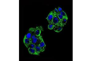 Confocal immunofluorescent analysis of PON2 Antibody (Center) (ABIN651946 and ABIN2840470) with HepG2 cell followed by Alexa Fluor 488-conjugated goat anti-rabbit lgG (green). (PON2 抗体  (AA 74-101))