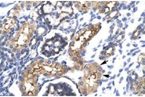 Immunohistochemical staining (Formalin-fixed paraffin-embedded sections) of human kidney with EHF polyclonal antibody  at 4-8 ug/mL working concentration. (EHF 抗体  (N-Term))