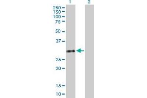 Western Blot analysis of GTF2H3 expression in transfected 293T cell line by GTF2H3 MaxPab polyclonal antibody. (GTF2H3 抗体  (AA 1-308))