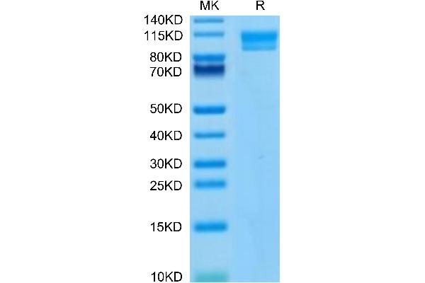 IL17RC Protein (AA 21-467) (Fc Tag)