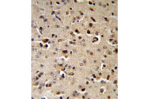 TPH2 Antibody (Center) (ABIN653124 and ABIN2842704) IHC analysis in formalin fixed and paraffin embedded mouse brain followed by peroxidase conjugation of the secondary antibody and DAB staining. (Tryptophan Hydroxylase 2 抗体  (AA 168-193))