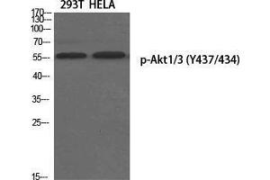 Western Blot (WB) analysis of specific cells using Phospho-Akt1/3 (Y437/434) Polyclonal Antibody. (AKT1/3 (pTyr434), (pTyr437) 抗体)
