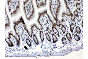 IHC testing of FFPE mouse intestine tissue with Musashi antibody at 1ug/ml. (MSI1 抗体  (AA 21-54))