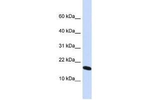 WB Suggested Anti-H2AFX Antibody Titration: 0. (H2AFX 抗体  (N-Term))
