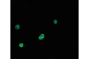 Immunofluorescent analysis of HepG2 cells using ABIN7165586 at dilution of 1:100 and Alexa Fluor 488-congugated AffiniPure Goat Anti-Rabbit IgG(H+L) (FNTB 抗体  (AA 1-300))