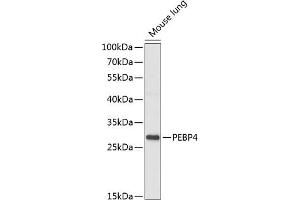 Western blot analysis of extracts of mouse lung, using PEBP4 antibody (ABIN7269279) at 1:1000 dilution. (PEBP4 抗体  (AA 23-120))