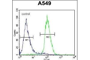 C1orf51 Antibody (N-term) (ABIN654338 and ABIN2844109) flow cytometric analysis of A549 cells (right histogram) compared to a negative control cell (left histogram). (C1orf51 抗体  (N-Term))