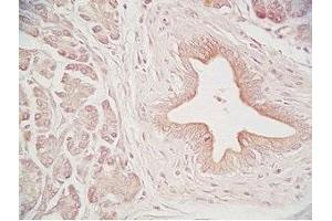 Human pancreas tissue was stained by Rabbit Anti-Urocortin II (Human) Serum (Urocortin 2 抗体  (amidated))