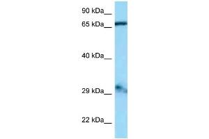WB Suggested Anti-Gfm1 Antibody Titration: 1. (GFM1 抗体  (Middle Region))