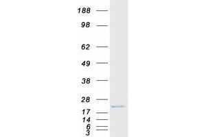 Validation with Western Blot