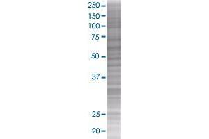 SEC23IP transfected lysate. (SEC23IP 293T Cell Transient Overexpression Lysate(Denatured))