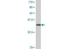 Western Blot detection against Immunogen (38. (PSMA 抗体  (AA 547-656))