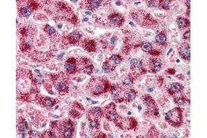 ABIN185651 (2µg/ml) staining of paraffin embedded Human Liver.