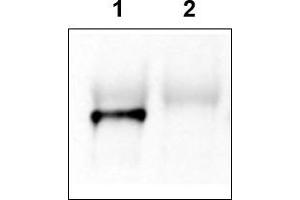 Image no. 2 for anti-GRP1 (General Receptor For phosphoinositides 1)-Associated Scaffold Protein (GRASP) (N-Term) antibody (ABIN401381) (Tamalin/GRASP 抗体  (N-Term))