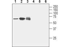 Western blot analysis of rat spleen lysate (lanes 1 and 4), human Jurkat T cell leukemia cell lysate (lanes 2 and 5) and human K562 erythroleukemia cell lysate (lanes 3 and 6): - 1-3. (Nectin-2 抗体  (Extracellular, N-Term))