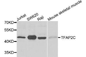 Western blot analysis of extracts of various cells, using TFAP2C antibody. (TFAP2C 抗体)