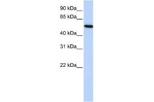 WB Suggested Anti-HRG Antibody Titration:  0. (HRG 抗体  (Middle Region))